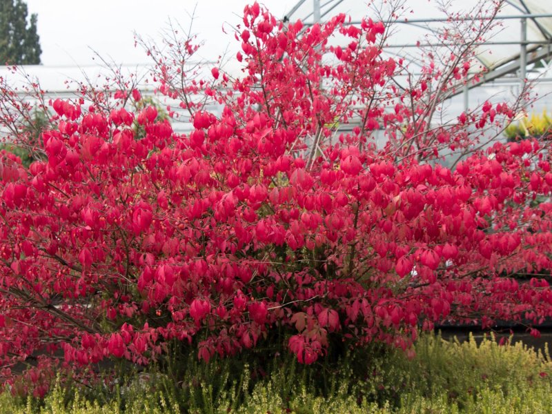 Бересклет крылатый (Euonymus alatus Compactus p9)