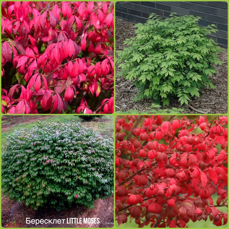 Бересклет крылатый (Euonymus alatus Compactus