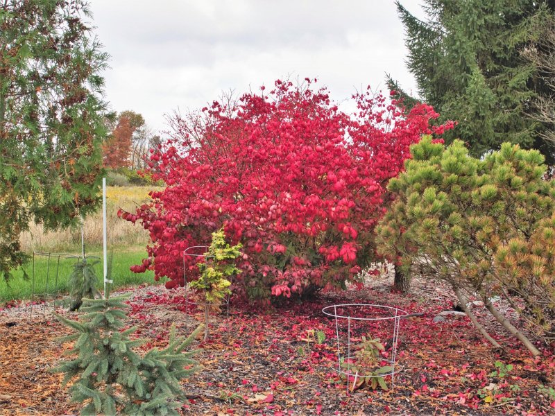 Euonymus alatus 'Compactus'