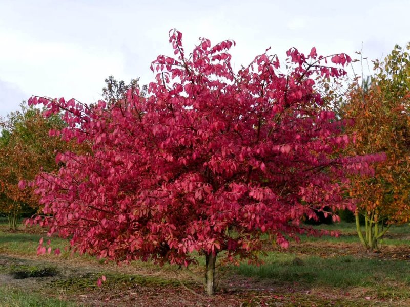 Бересклет крылатый Компактус Euonymus alatus Compactus