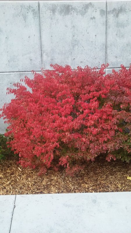 Бересклет крылатый (Euonymus alatus Compactus