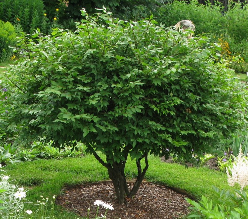 Бересклет крылатый (Euonymus alatus Compactus