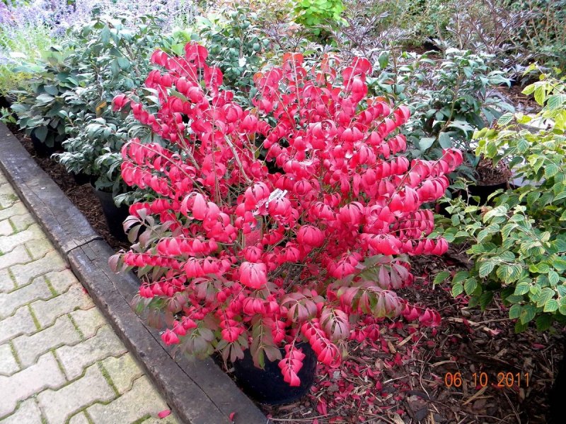 Бересклет крылатый Компактус Euonymus alatus Compactus