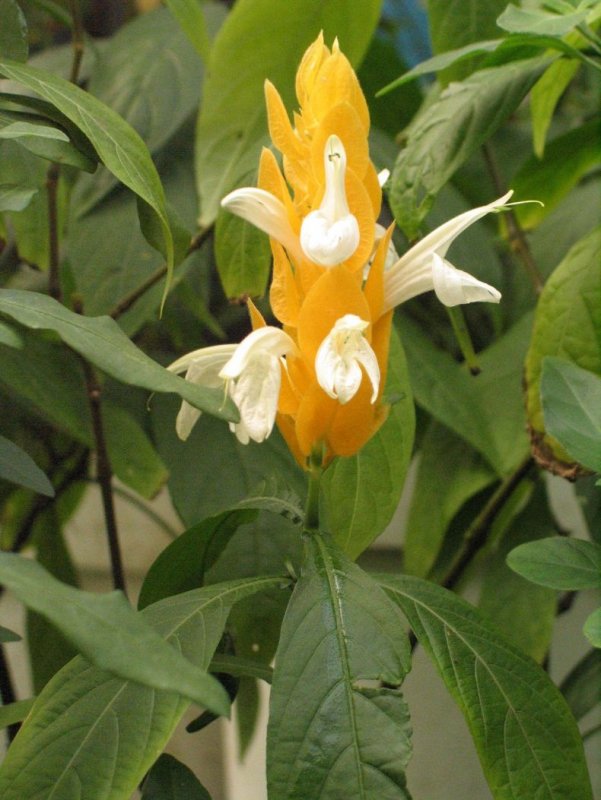 Pachystachys lutea