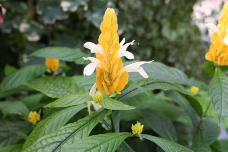 Пахиста̀хис желтый – Pachystachys lutea