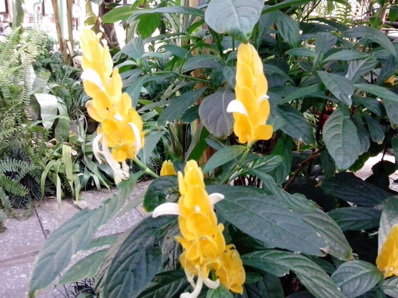 Pachystachys lutea