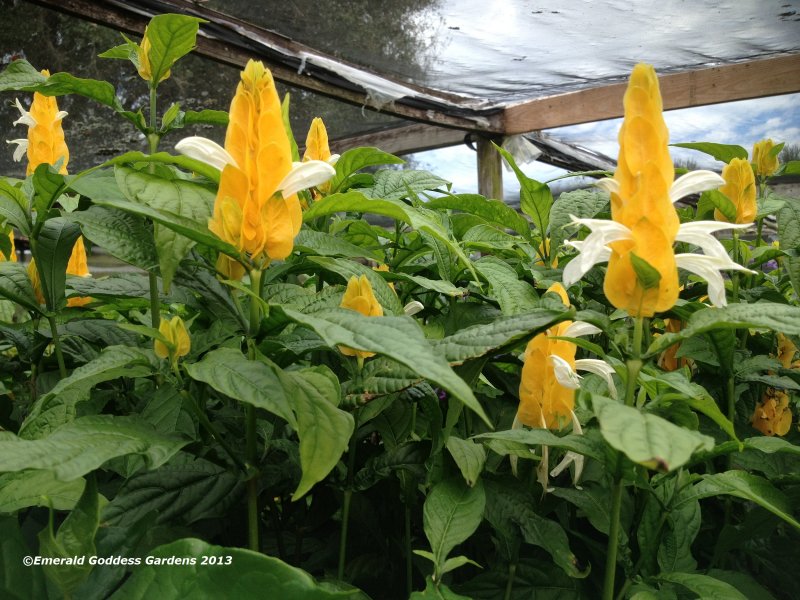 Пахиста̀хис желтый – Pachystachys lutea