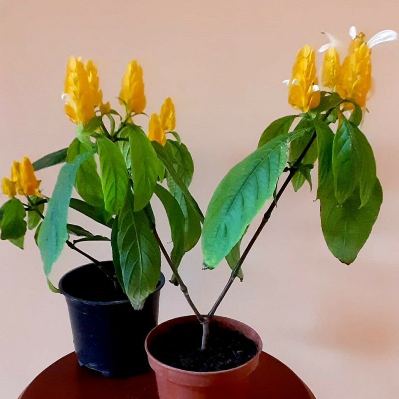 Pachystachys lutea