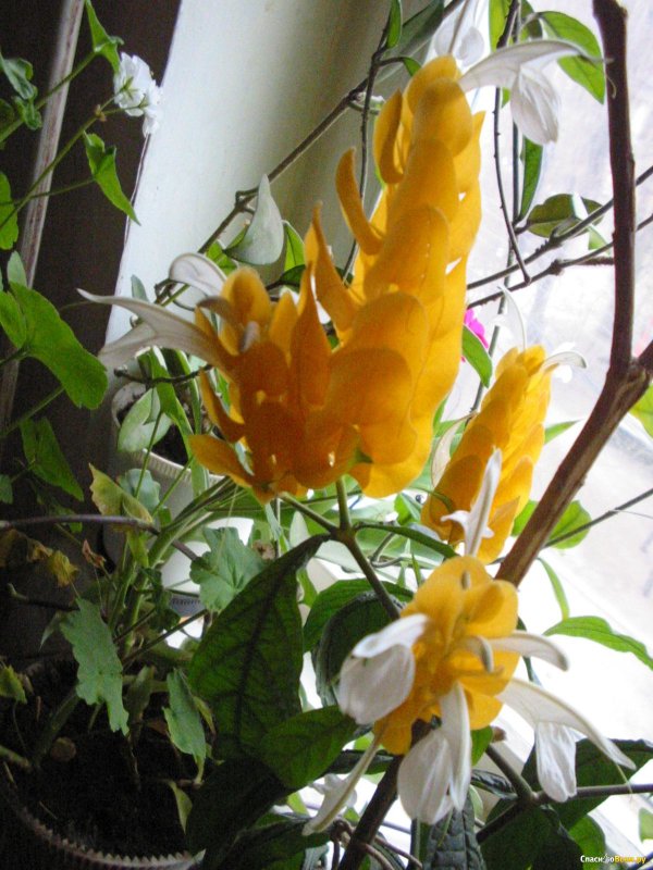 Pachystachys lutea