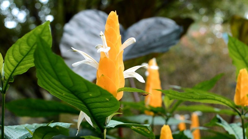 Пахистахис lutea