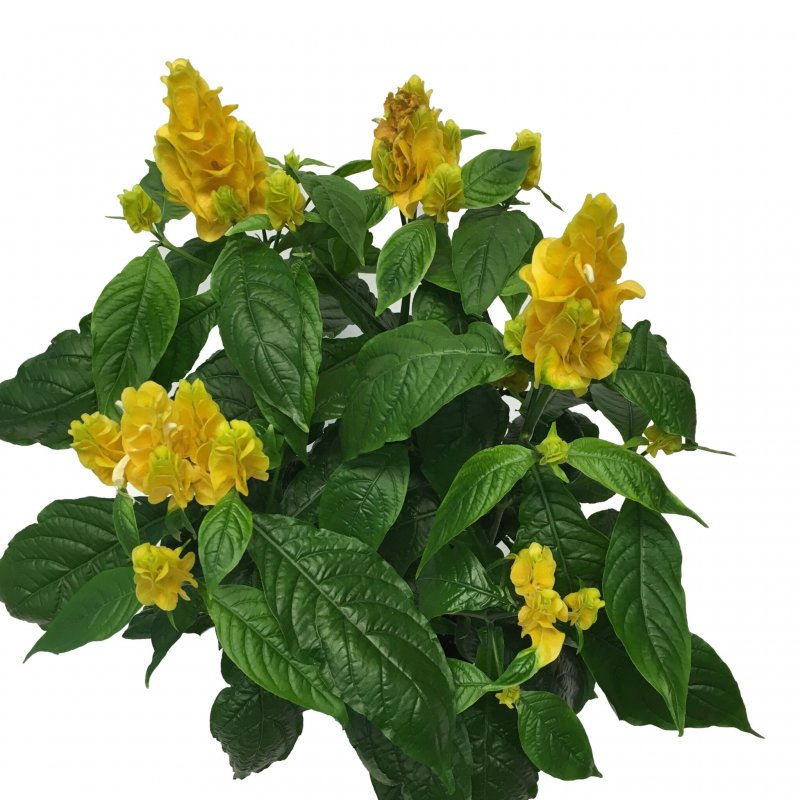 Пахистахис lutea