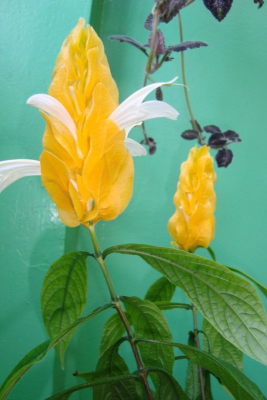 Pachystachys lutea