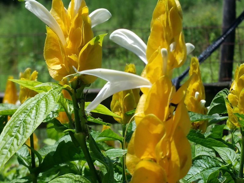 Pachystachys lutea