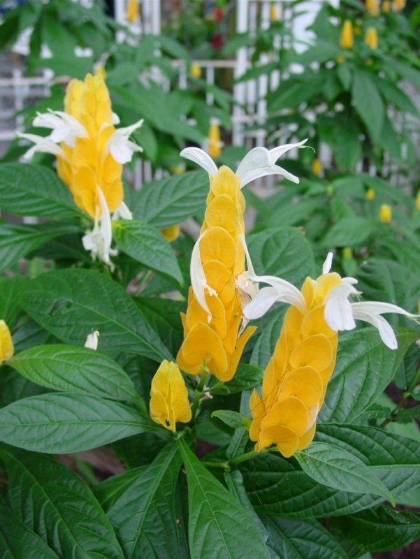 Пахистахис lutea