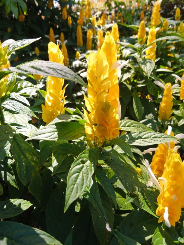Pachystachys lutea