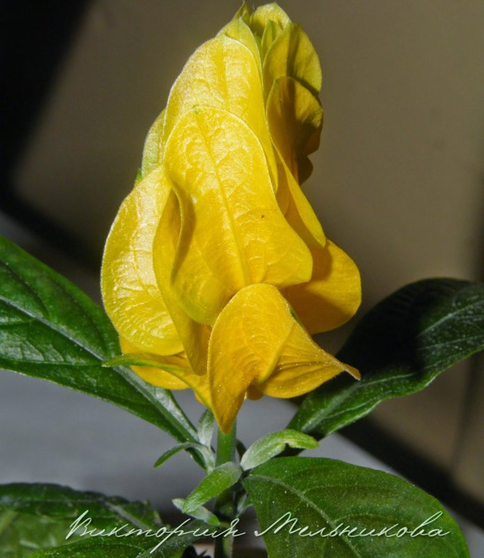 Pachystachys lutea