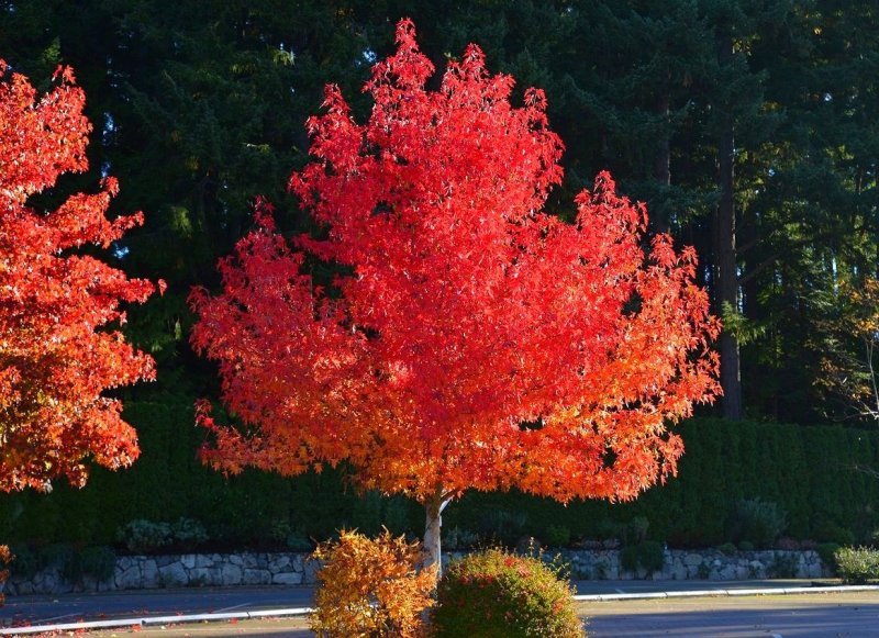 Ликвидамбр смолоносный (Liquidambar styraciflua p9)