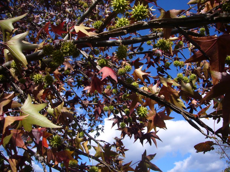 Амбровое дерево (Liquidambar styraciflua)
