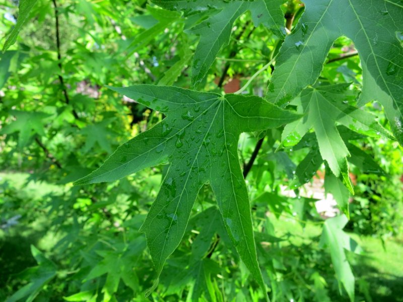 Ликвидамбар смолоносный Liquidambar styraciflua