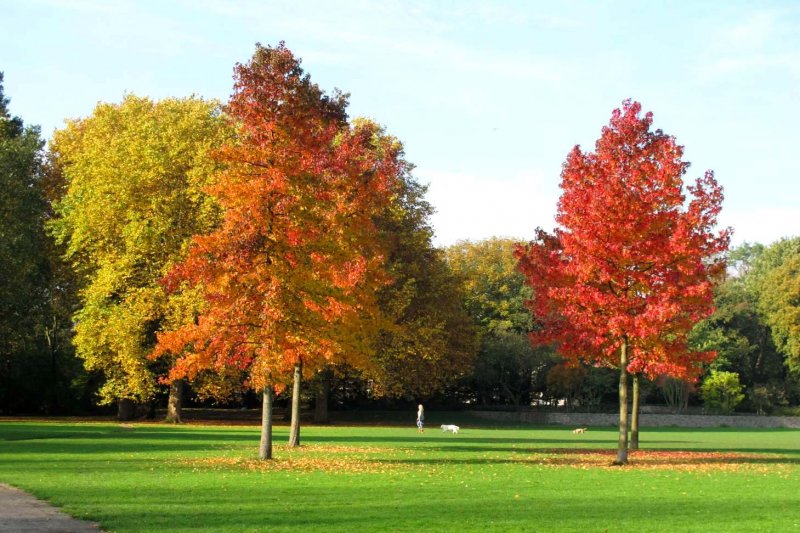 Liquidambar orientalis смола