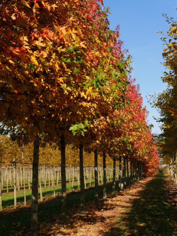 Liquidambar orientalis