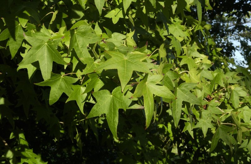 Ликвидамбар Восточный (Liquidambar orientalis)