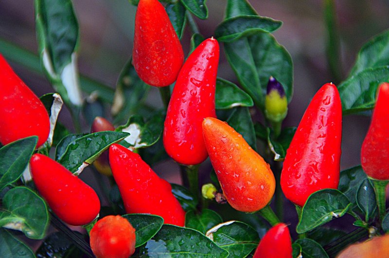Перец Capsicum
