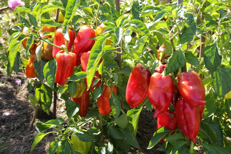 Перец сладкий болгарский Элит Агро
