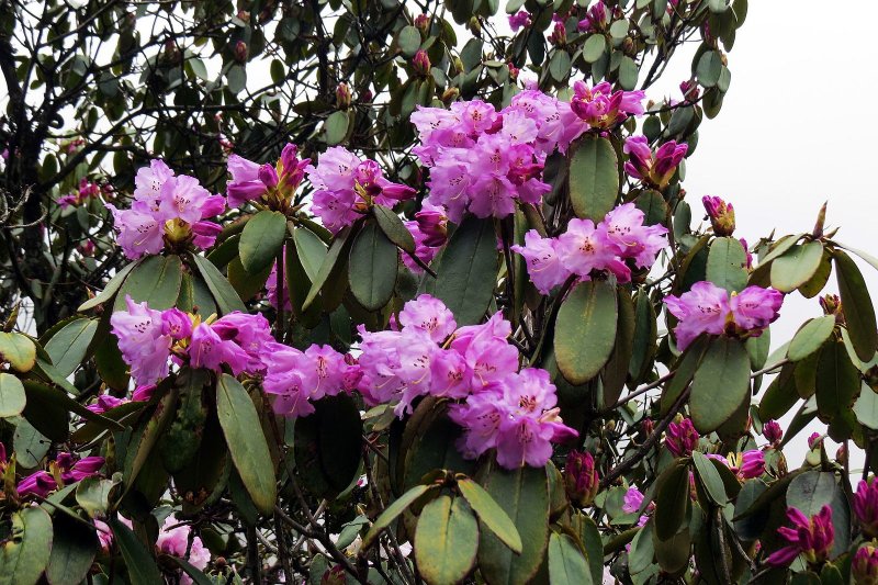 Rhododendron 'Double Dots' (lichtroze)