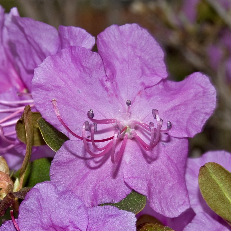 Rhododendron ledebourii