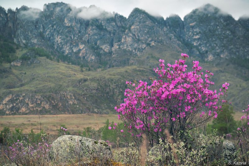 Рододендрон Rhododendron Ледебура