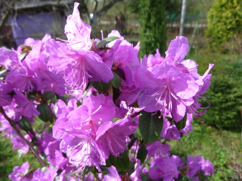Рододендрон Rhododendron Ледебура