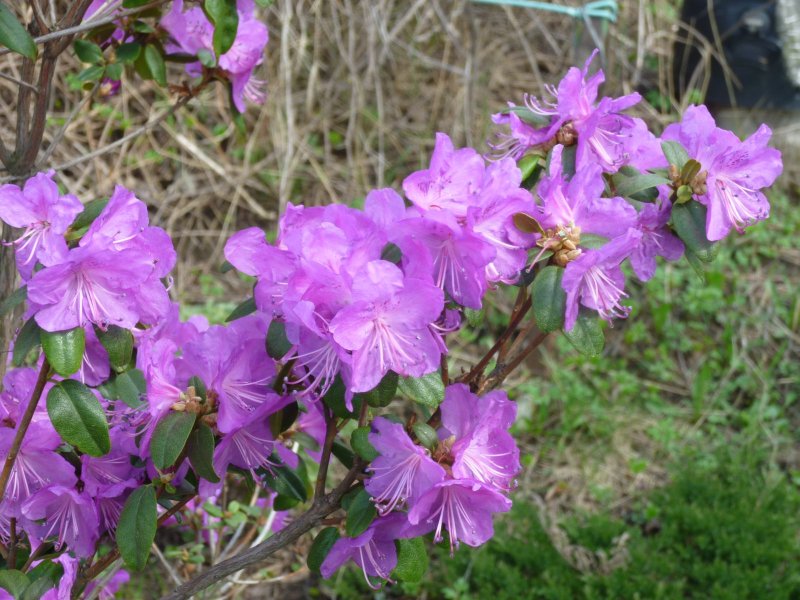 Рододендрон Rhododendron Ледебура