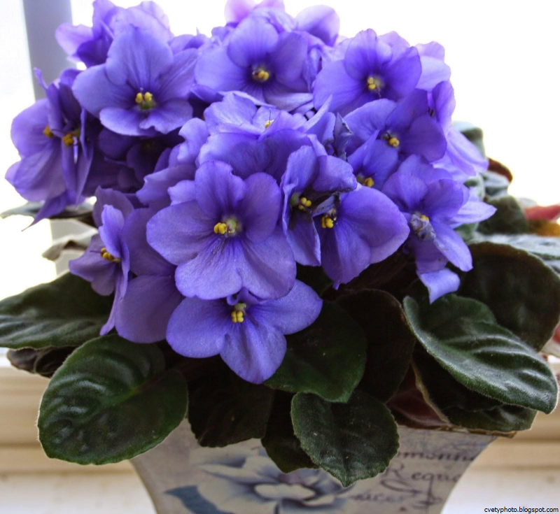 Фиалка African Violet