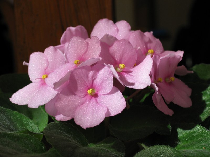 Сенполия Crabapple