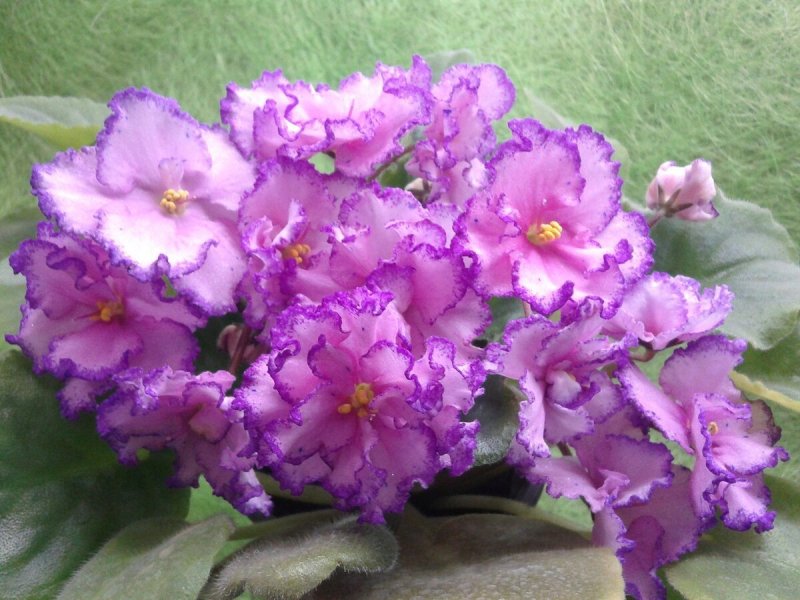 Узамбарская фиалка Viola websteri