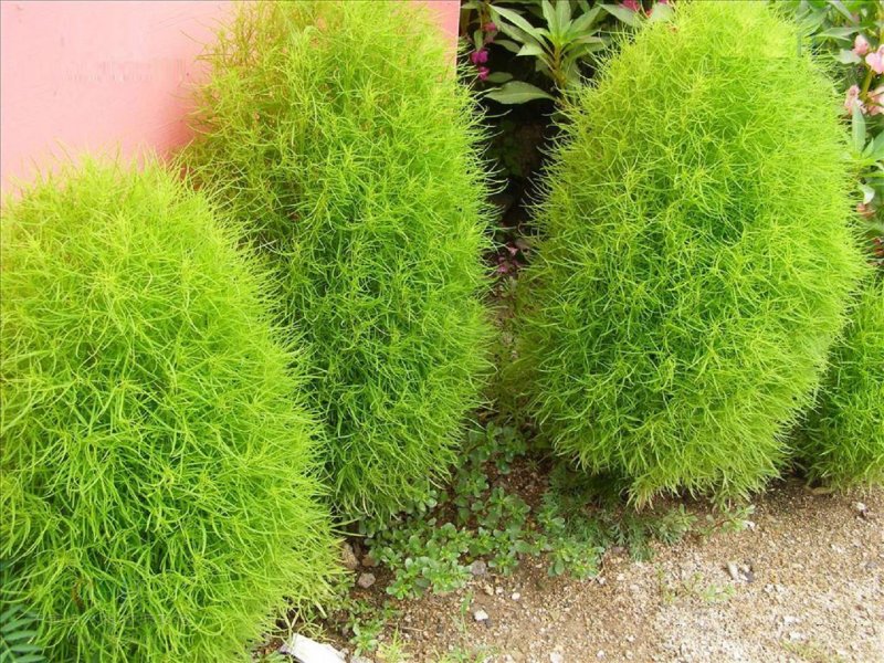 Кохия веничная летний Кипарис