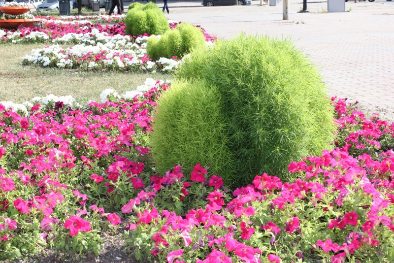 Кохия на клумбе