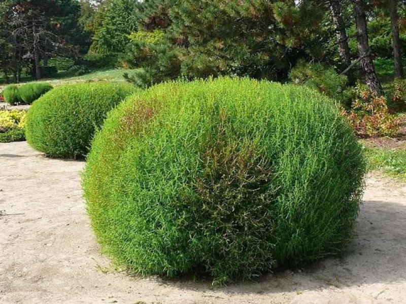 Кохия летний Кипарис