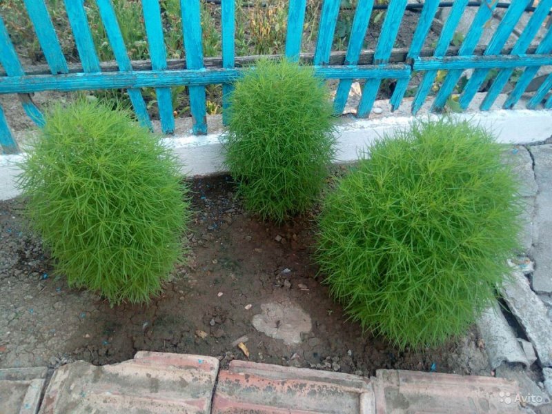 Кохия веничная летний Кипарис