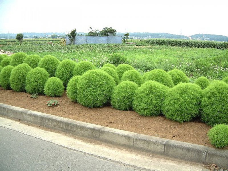 Кохия веничная летний Кипарис