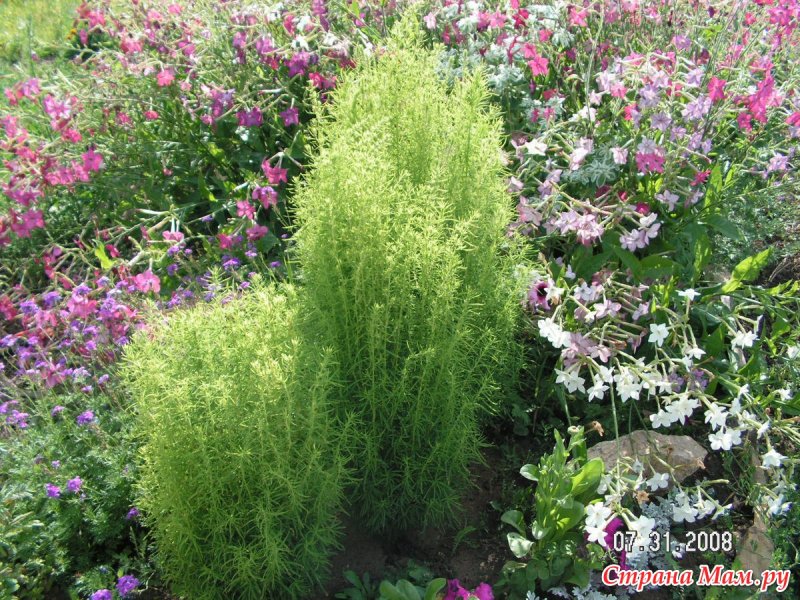 Ibaraki Kochia