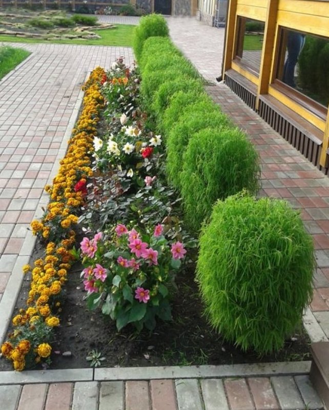 Кохия летний Кипарис изгородь