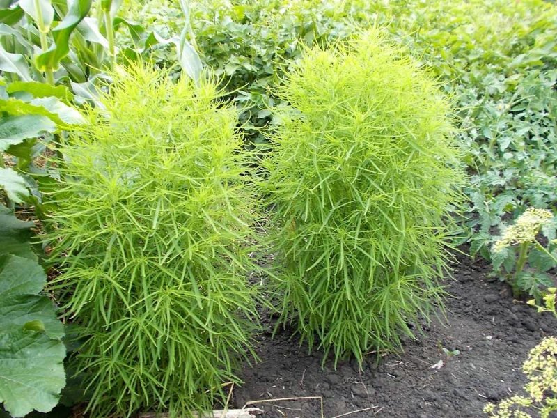 Кохия венечная Burning Bush