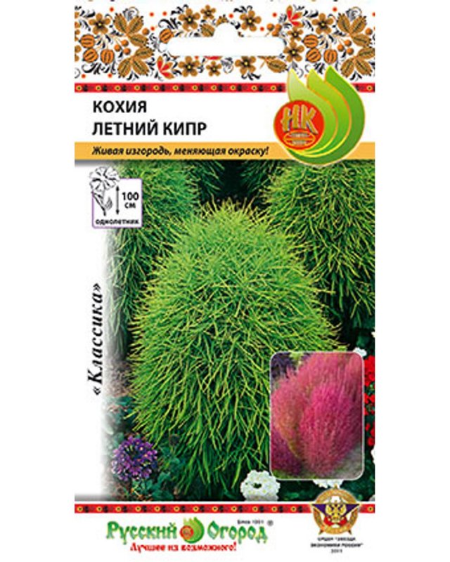 Кохия Бернинг Буш