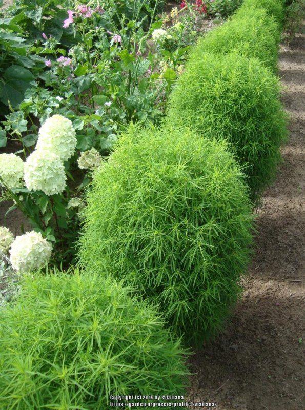Кохия веничная летний Кипарис