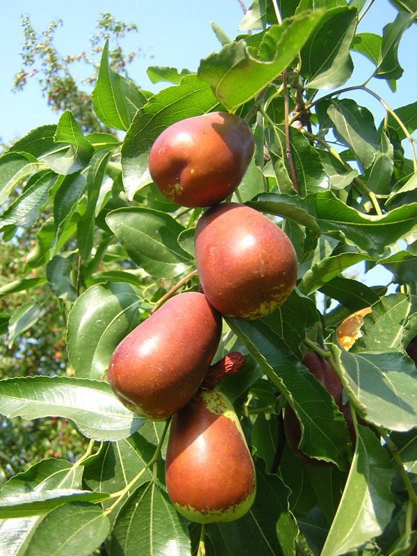 Финик унаби