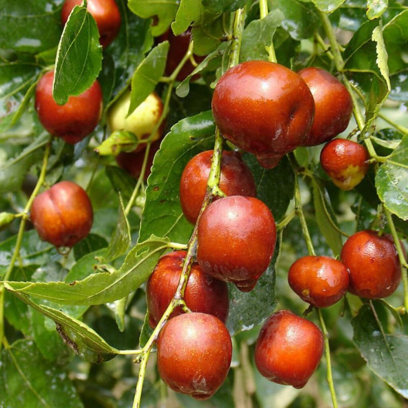 Финик унаби Зизифус