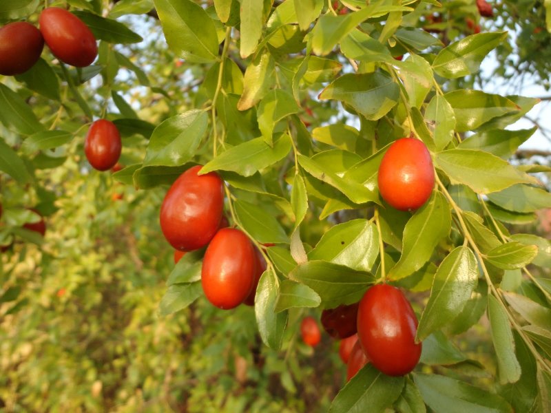 Финик унаби Зизифус