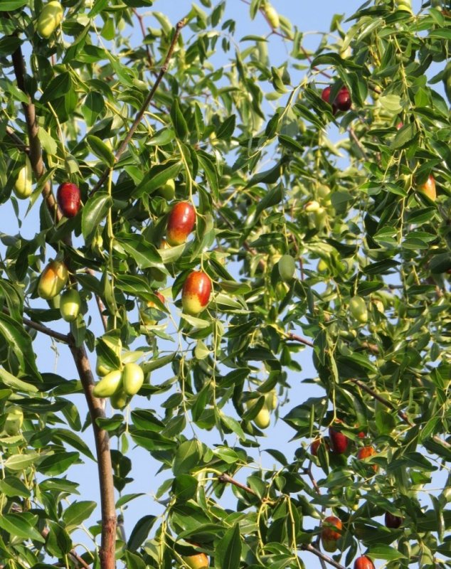 Китайский финик ююба